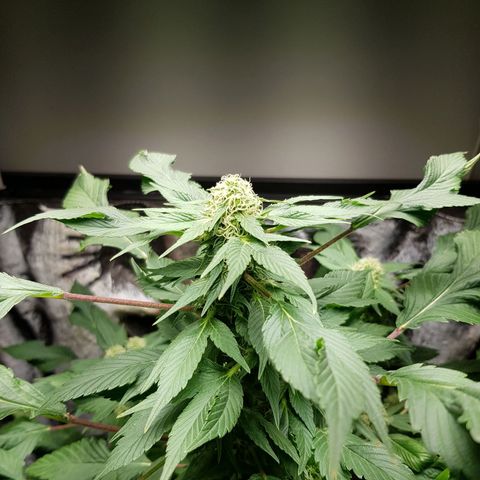 Frisian Duck growlog photo: Engordando