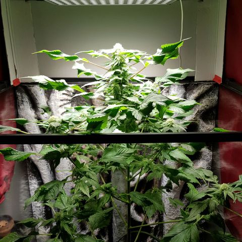 Frisian Duck growlog photo: Engordando