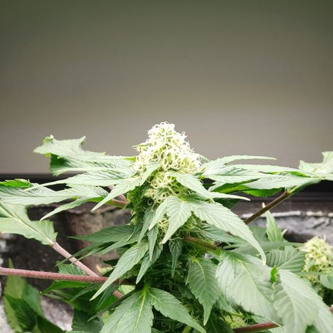 Frisian Duck growlog photo: .