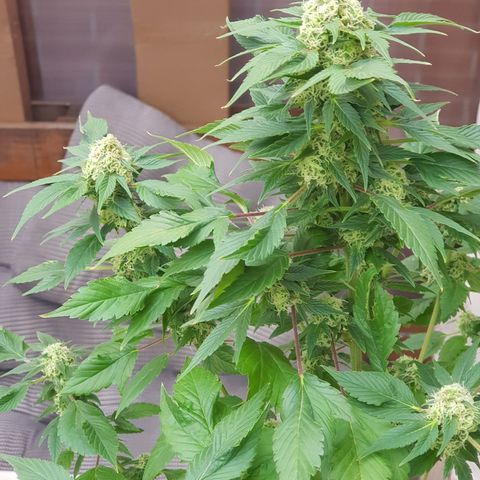 Frisian Duck growlog photo: Empiezan a ponerse marrones los pelos.