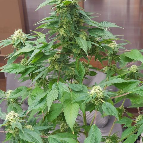 Frisian Duck growlog photo: Empiezan a ponerse marrones los pelos.