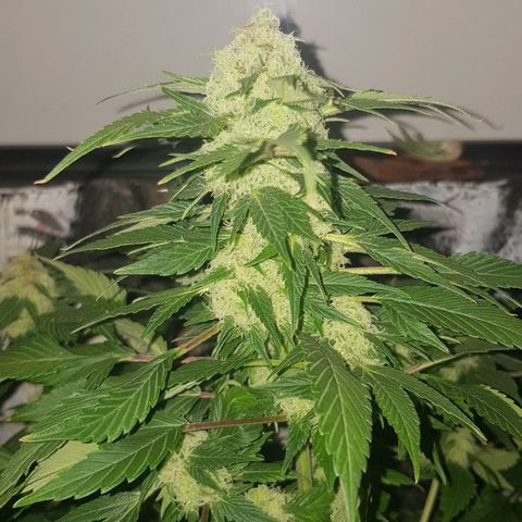 Frisian Duck growlog photo: Flashazo!