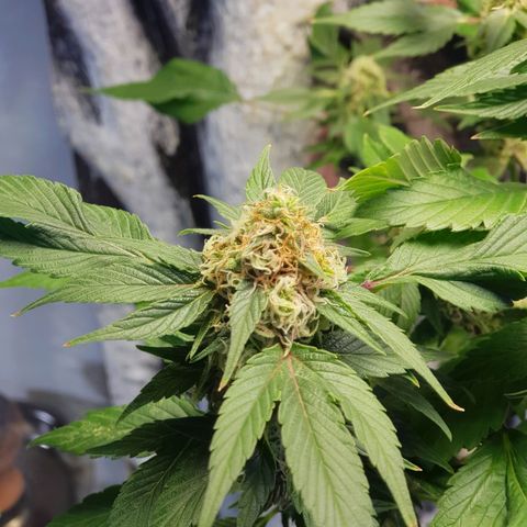 Frisian Duck growlog photo: Amarronamiento de los pelos a un 10/30%.