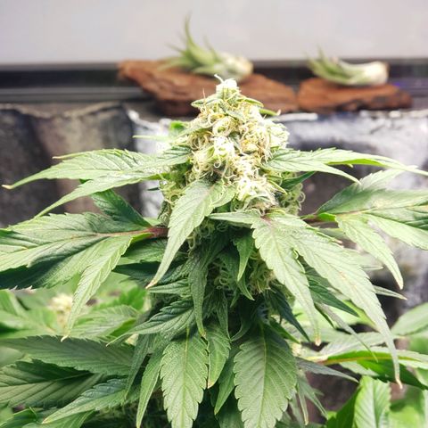 Frisian Duck growlog photo: Amarronamiento de los pelos a un 10/30%.