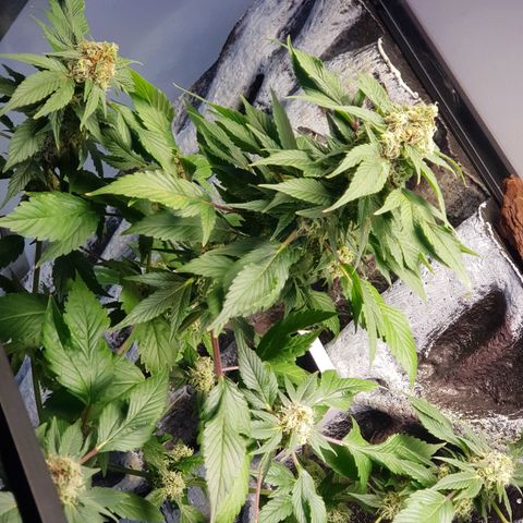 Frisian Duck growlog photo: Amarronamiento de los pelos a un 10/30%.