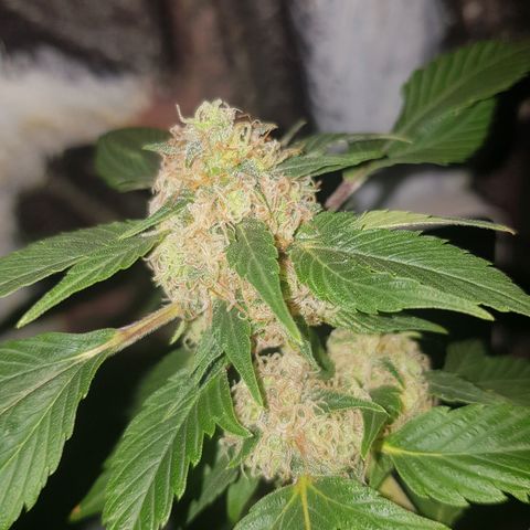 Frisian Duck growlog photo: 20/40% de los pelos marrones. Clara aparicion de tricoma.