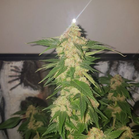 Frisian Duck growlog photo: 20/40% de los pelos marrones. Clara aparicion de tricoma.