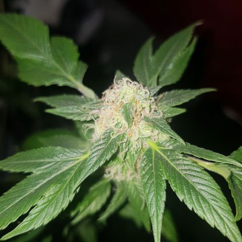 Frisian Duck growlog photo: 20/40% de los pelos marrones. Clara aparicion de tricoma.