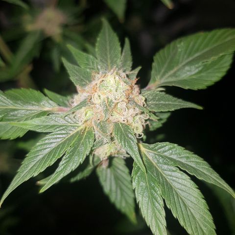 Frisian Duck growlog photo: 20/40% de los pelos marrones. Clara aparicion de tricoma.