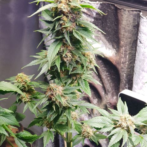 Frisian Duck growlog photo: Se nota la pegajosidad. Última semana de resinar.