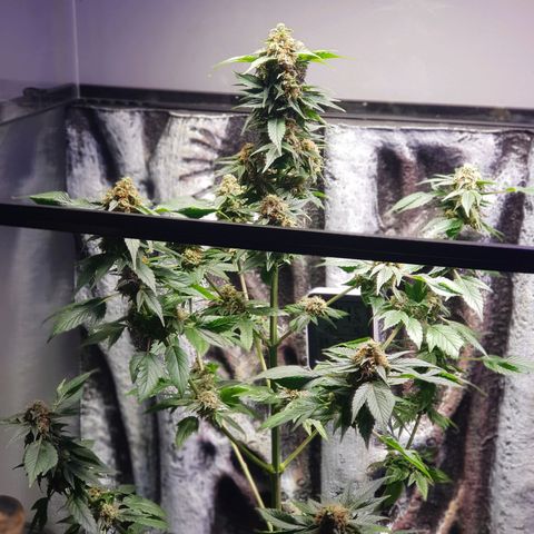 Frisian Duck growlog photo: Se nota la pegajosidad. Última semana de resinar.