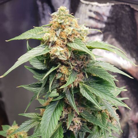 Frisian Duck growlog photo: Se nota la pegajosidad. Última semana de resinar.