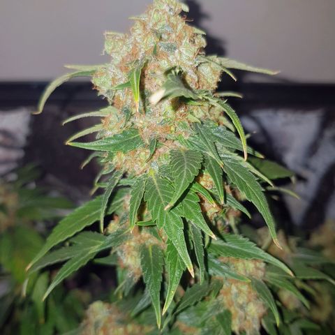 Frisian Duck growlog photo: Esperando a ver tricoma marrón. Pelos entre el 50% y 80%.