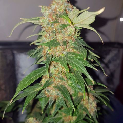 Frisian Duck growlog photo: Esperando a ver tricoma marrón. Pelos entre el 50% y 80%.