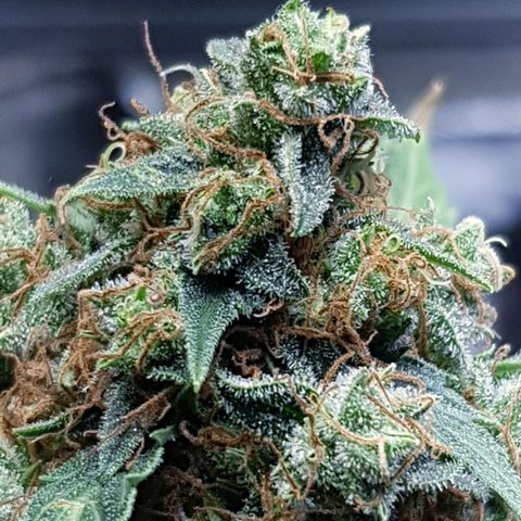 Frisian Duck growlog photo: Huele poco y tiene mucho tricoma.