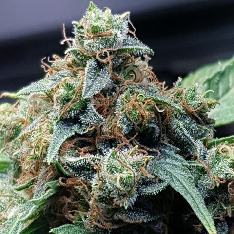 Frisian Duck growlog photo: Huele poco y tiene mucho tricoma.