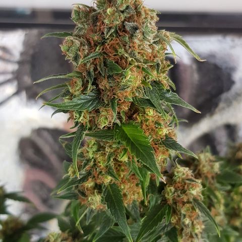 Frisian Duck growlog photo: A puntito.