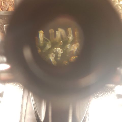 Frisian Duck growlog photo: Lista para cortar. En 2 o 3 días.