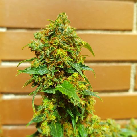 Frisian Duck growlog photo: .