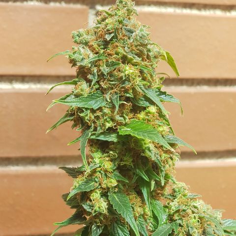 Frisian Duck growlog photo: .