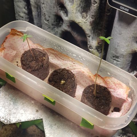 Frisian Duck growlog photo: Las 3 nuevas.