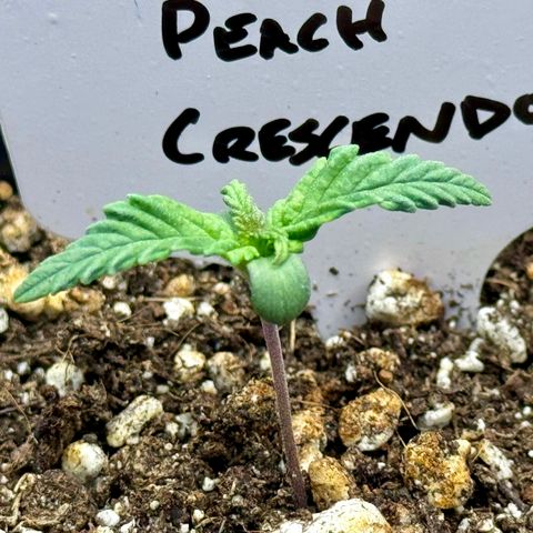 Peachy 1 growlog timeline photo