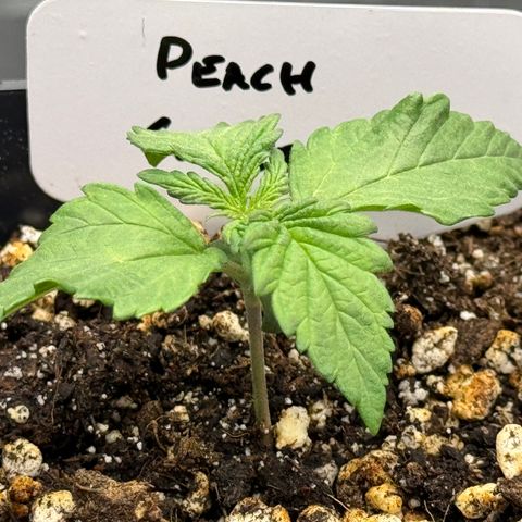 Peachy 1 growlog timeline photo