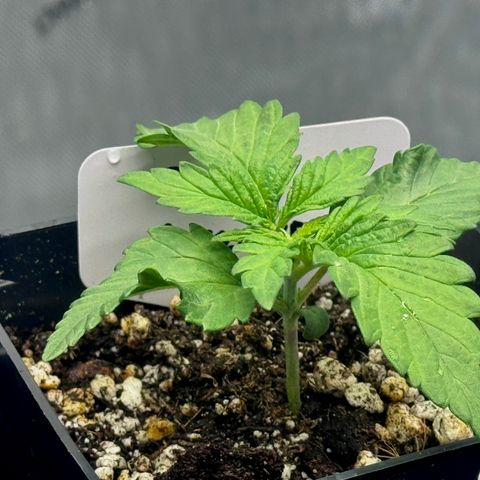 Peachy 1 growlog timeline photo