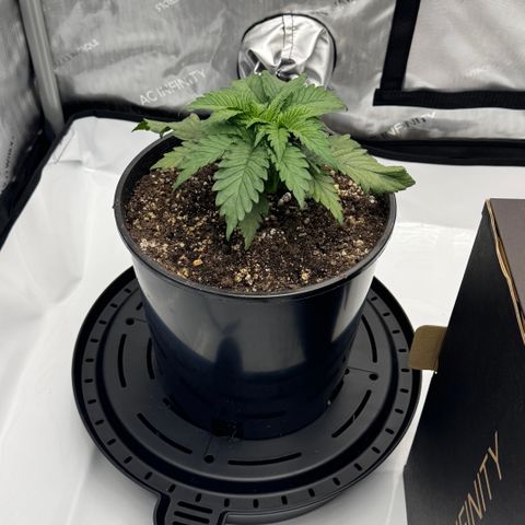 Peachy 1 growlog timeline photo