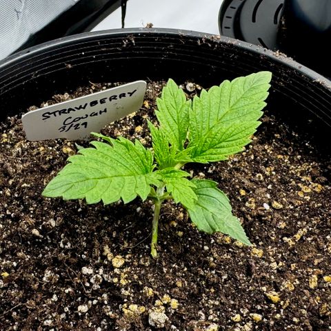 Cough 2 growlog timeline photo