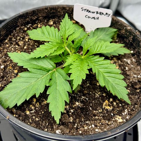 Cough 1 growlog timeline photo