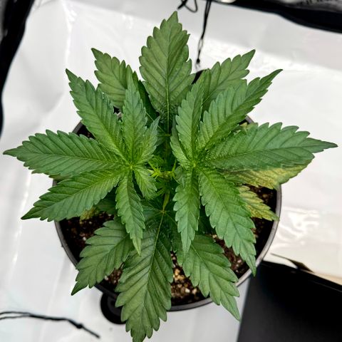 Peachy 1 growlog timeline photo