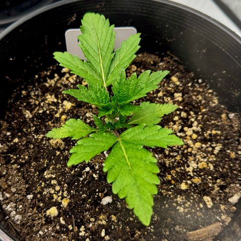Animal Mintz growlog timeline photo
