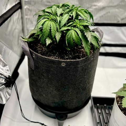 Peachy 1 growlog timeline photo