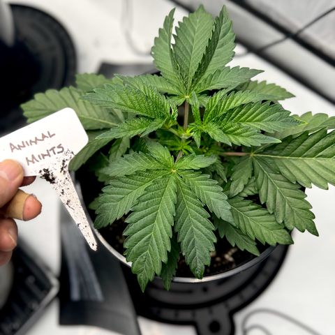 Animal Mintz growlog timeline photo