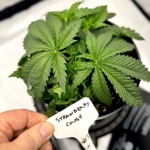 Cough 1 growlog timeline photo