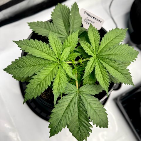 Cough 2 growlog timeline photo