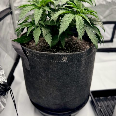 Peachy 1 growlog timeline photo