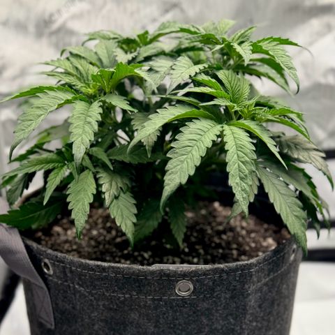 Peachy 1 growlog timeline photo
