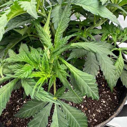 Peachy 1 growlog timeline photo