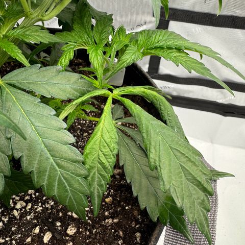 Peachy 1 growlog timeline photo