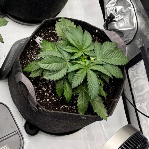Animal Mintz growlog timeline photo