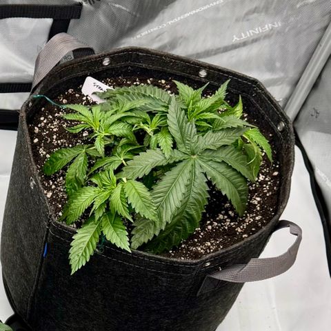 Cough 1 growlog timeline photo