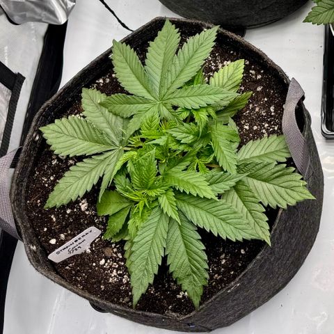 Cough 2 growlog timeline photo