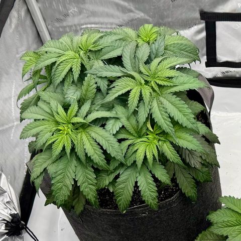 Peachy 1 growlog timeline photo