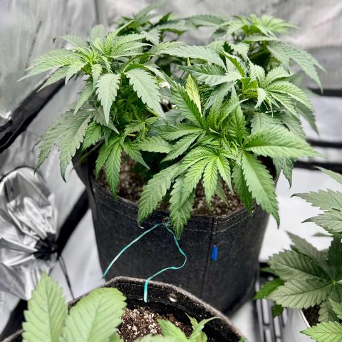 Peachy 1 growlog timeline photo