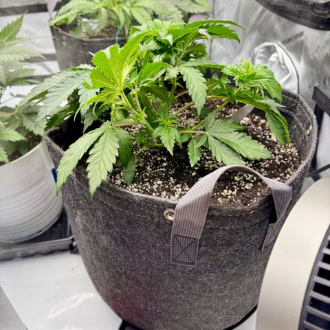 Animal Mintz growlog timeline photo