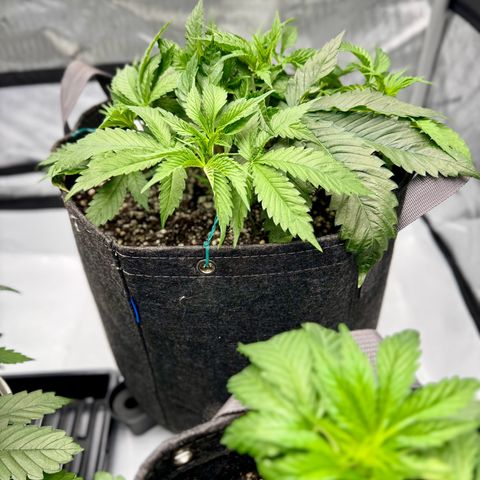 Cough 1 growlog timeline photo