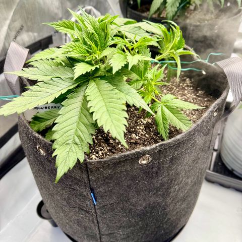 Cough 2 growlog timeline photo