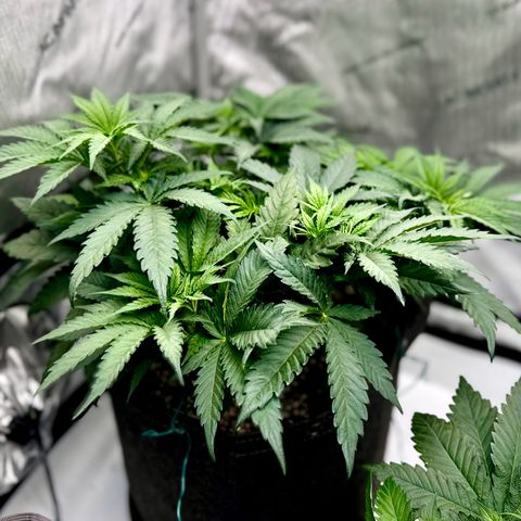Peachy 1 growlog timeline photo